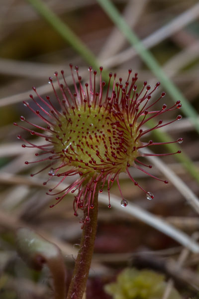 Py�re�lehtikihokki