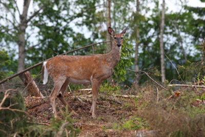 valkoh�nt�kauris