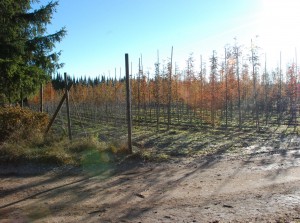 taimitarhaa kuusi pienempi