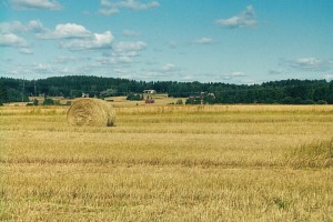 Mallinkaisten peltoja elokuu