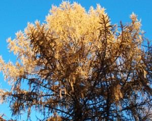 lehtikuusi Harvialassa